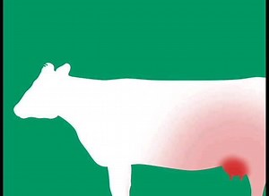 54K views · 293 reactions | Struggling with coliform mastitis? Find out what you can do to minimize risk and protect your herd’s bottom line. | Boehringer Ingelheim Cattle Health | Facebook