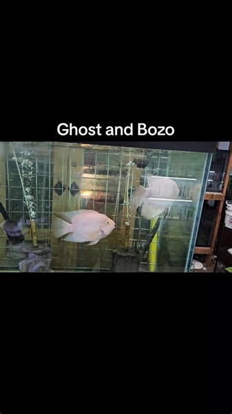 TikTok · Prism Bettas