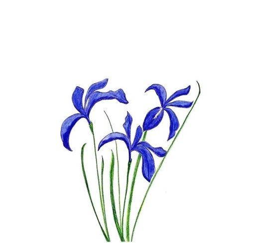 Original Blue Iris Flower Portrait, Drawing in Artist Colored Pencil - Etsy