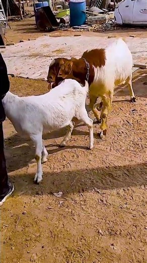 The Quiet Language of Goats 🐐❤️