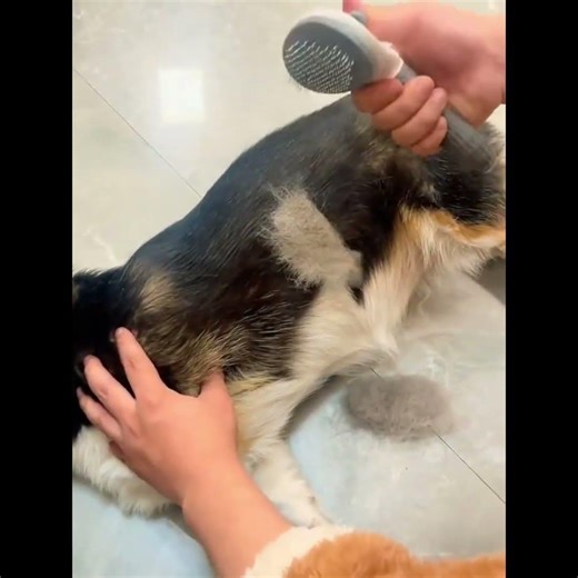 Self-Cleaning Pet Brush - Dog & Cat Grooming Tool