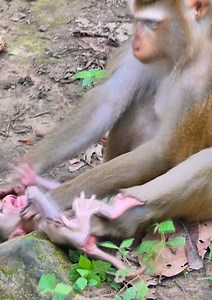 Most sad baby monkey, mom tries to leave her baby monkey alone #babymonkey #monkey #cutebaby #cute #reelsvideoシ | Lovely Monkey Videos