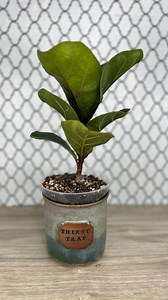 Do you have any plants that always want water? This ficus lyrata, aka as a fiddle leaf fig, has been potted up two sizes in less than a year. It seems happiest right under the grow light. It gets watered about every 5 days or so. Most of his neighbors get watered every other time I water him. I’m thinking about a self watering pot the next time I upsize his pot. What do you think? #thirstythursday #ficuslyrata #fiddleleaffig #ficus #eoyinspo24 #bwhplantco #indoorhouseplants | Pothosiblyaboutplan