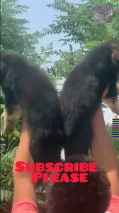 #free #free #free high quality #germanshepherd #puppy up.for #adoption 🔥❤️
