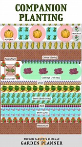 This year, don’t just plan a vegetable garden—plan a “companion” vegetable garden which pairs up plants that work best together! Learn how to plan a companion garden for optimal garden results! Almanac.com/planning-companion-planting-garden | The Old Farmers Almanac