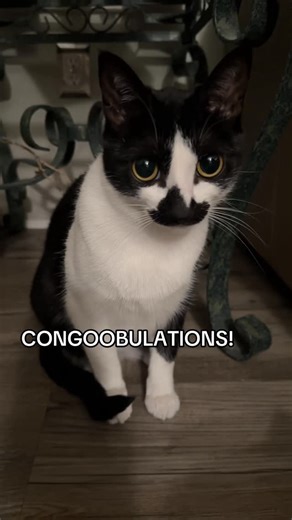 countess goobula 🖤 on Instagram: "another goob luck week everyone! rejoice!! 🖤🦇🖤🦇🖤 … but watch out for next week. . . . #goob #goobie #meow #meowmeow #funny #funnycat #silly #sillycat #aww #adorable #socute #kitty #cat #catvideo #catvids #meme #catmeme #catmemes #countgoobula #goobula #vamp #vampire #goth #gothic #viral #catsofinstagram #instagramcats #tuxie #tuxedocat #tuxedocatsofinstagram"