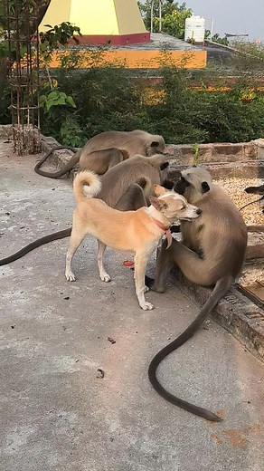 1.8M views · 36K reactions | Very funny langur #nationalgegrophi #explorepage #Discovery #hanumanji #dog #nationalgeographic #monkey #langur #wildlifephotography #love | RohitKumar | Facebook