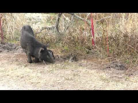 Wild Hogs in Florida Wetlands