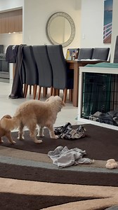 1.7K views | Last baby playing with mumma 﫶 | Coastal Toy Cavoodles | Facebook