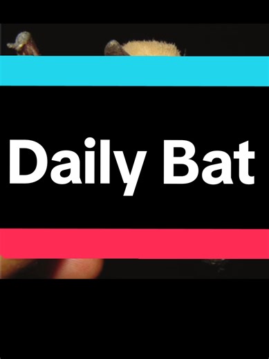 #DailyBat Blunt-Eared Bat #TheBatGirl #batposting #educational #bats | bats