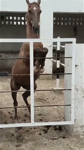 Horse raising legs watch till end