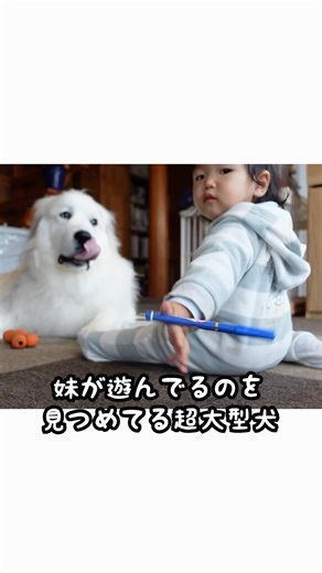 超大型犬、1歳児が遊んでるのを見守ってただけなのに...