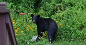 Michigan counties with the most bear complaints: ‘A fed bear is a dead bear’