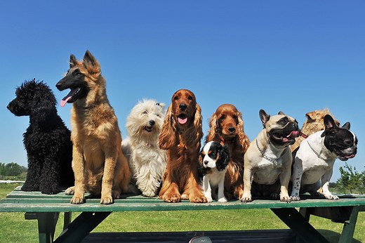 How Many Breeds of Dogs Are There in the World?