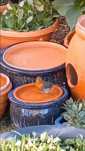 My Little Garden Robin -- Keeping Cool on A Hot Summer Day
