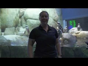 Penguin Braying