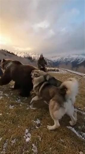 Šarplaninac: Guardian of the Macedonian Mountains