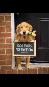 498K views · 16K reactions | Adopt a Boxer Rescue on Reels | Facebook