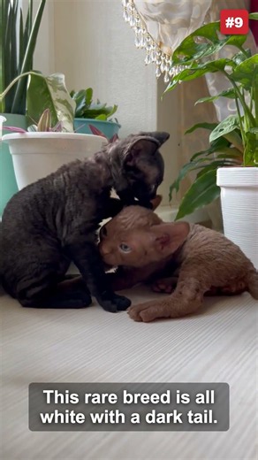 Which cat stays tiny forever?