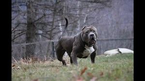 Dogs Doing Unreal Things—Meet the Ultimate Guard Dogs