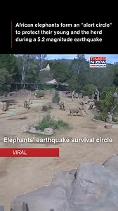 During a recent 5.2 magnitude earthquake, African elephants at the San Diego Safari Park displayed an incredible survival instinct known as the "alert circle." This behavior, where the elephants form a protective ring around their young, is a natural defense mechanism designed to shield the vulnerable members of the herd from potential threats. The video, shared from the park, offers a powerful glimpse into the intelligence and strength of these magnificent creatures. It’s a testament to the dee