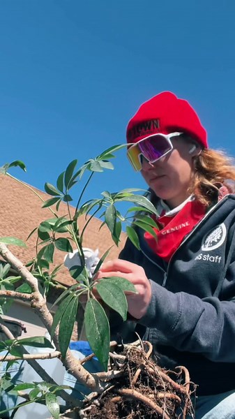 Treating an umbrella plant (Schefflera) that has a bit of scale ❌🪳❌ this is an old friend so I am taking my time cleaning and making sure horticulture oil is applied everywhere evenly. I will do one treatment every two weeks to make sure we are in the clear. ❤️🪴✨ #gardening #plant #philly #horticulture
