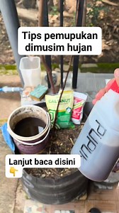 3.9K views · 14 reactions | Tentu, berikut tips pemupukan di musim...