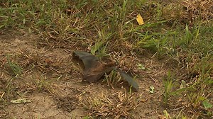 Dealing with bats inside homes