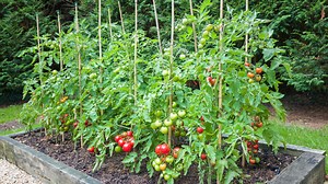 Plantation des tomates : maîtriser l’espace entre chaque pied, c’est la clé !