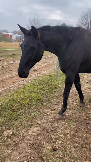 How to win a mare’s heart…. I’ve never been one to like mares. Mares are like independent women. Most of them you don’t like right at first. You can’t blaze in and expect them to want to win. They dont work off of minimum effort or bad intentions. They are incredibly emotionally intelligent beings. They are a reflection of you and what you as a person can bring out in a mare. Yes, read that again. Mares are a reflection of what you are as a person. The version of them being presented to you in t