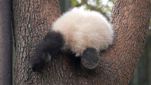 Look! The panda cub looks like it's casually stretching out, but it's actually showing off and waiting for your compliment. #HiPanda #PandaFun #ChengduPandaBase For more panda information, please check out: https://en.ipanda.com | iPanda