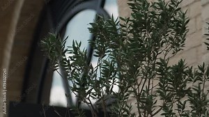 Close up of an olive tree branch with a brick building in the background. An olive tree branch swaying in a gentle breeze with the exterior wall of a residential building in the background.