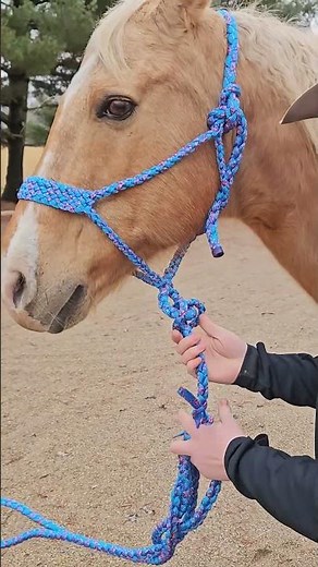 How To Attach a Lead Rope to a Mule Tape Halter