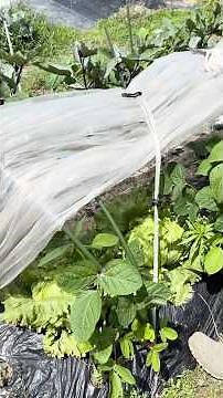 Growing eggplant, edamame, and lettuce simultaneously in one row: Methods and techniques used; ha...
