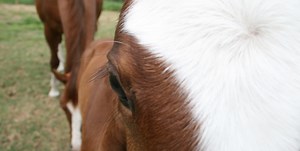 horse disease »  Large Animal Hospital » College of Veterinary Medicine » University of Florida