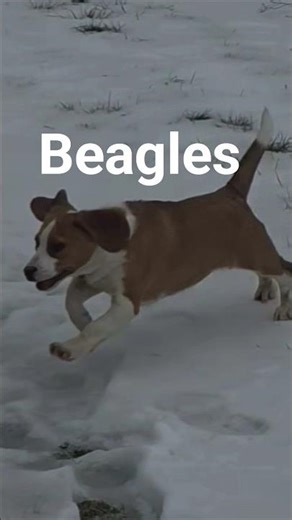 Beagle Pup's #puppy #beaglecrew #hunting #beagledog #howtotrackarabbit