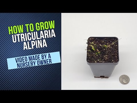 Utricularia Alpina Cultivation and Propagation Guide (Carnivorous Plant How To Grow and Clone)