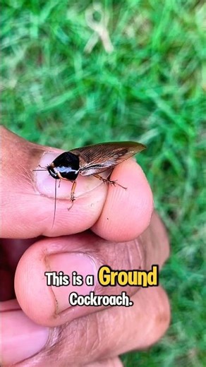 Ground cockroach #shorts #trending #viral