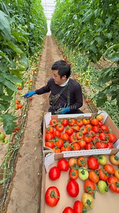 76K views · 1K reactions | Harvesting tomato  #agriculture #tips #garden #farming #fblifestyle | JUMOH Han | Facebook