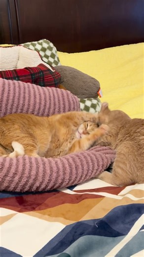 Jack Spicer on Instagram: "Meowdy purrtners. No peace for Pumpkin 🧐 🦖 If you’re a fan of Jack Spicer’s kitty cat cowboy content please consider subscribing or joining his Patreon linked in bio 😊 everything helps ❤️ #cat #cats #catlover #catsofinstagram #catlovers cats_of_instagram kittycat tuxedocat kitty catlife"