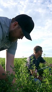 At Standlee, we don’t just grow forage, we grow quality from the ground up. 🌾💚 Every bale starts with careful planning, expert farming, and a whole lot of pride in doing things the right way. From planting and harvesting to curing, handling, and storing, our team protects nutrition at every step so your animals get the consistency they deserve. Curious what goes into truly premium forage? Take a behind-the-scenes look at the Standlee Quality difference → https://www.standleeforage.com/why-stan