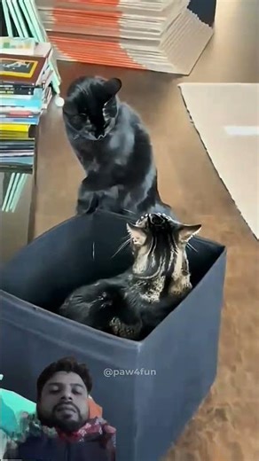 Cats vs cats 😾 wait for end🤣#funny #shortvideos #trendingshorts #catshorts #foryou