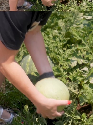 Understanding Ugly Watermelons in Farming