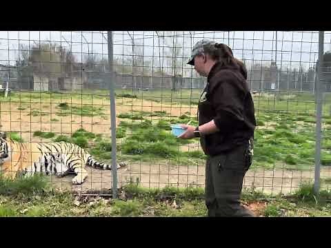 Deterring Amadillos with Cayenne Pepper