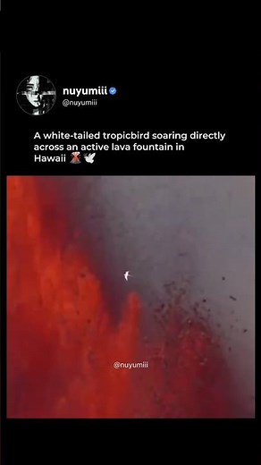 This Bird Fliess Right Over an Active Lava Fountain 😳