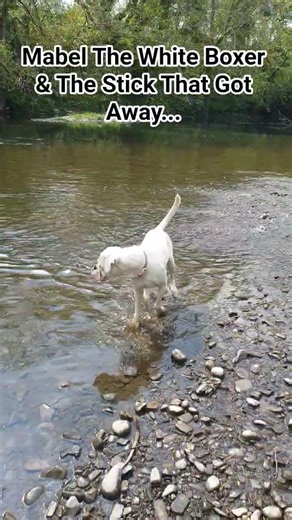 Mabel The White Boxer & The Stick That Got Away...#boxerdog #whitedog #doglife #doglove