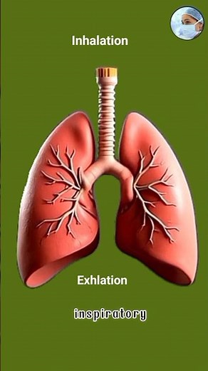 Human Lungs Breathing Animation Video | #short #lungs #youtubeshort