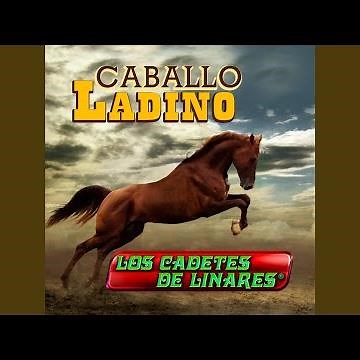 El Corrido Del Gato