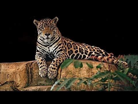 Jaguar Shapeshifter (Sub)