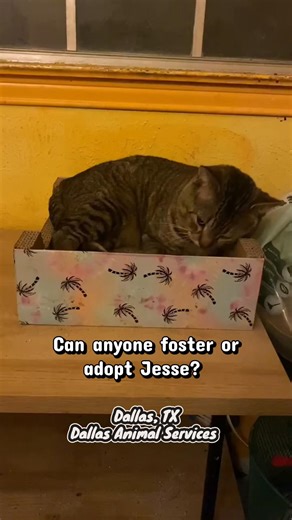 Jesse Needs a Loving Home: FIV Positive Cat for Adoption
